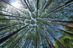 trees, canopy, crown shyness-4450514.jpg