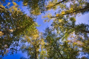 treetops, nature, heaven-4581630.jpg